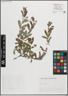 Foto von Salix purpurea L.
